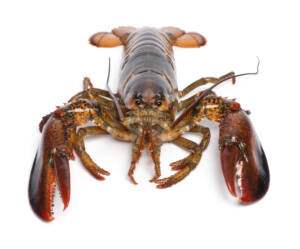 American lobster, Homarus americanus, in front of white background